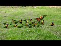 #1 Backyard Birds / Spring 2022 ~ #Backyardbirds Australia  #Birdtv