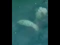 Sharks, Rays and Manatees in Islamorada, Florida Keys