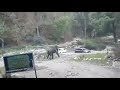 Marchula elephant attack on car