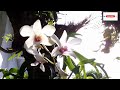 How to propagate orchids with stem cuttings is very easy