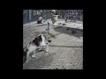 🐱😂 Best Cats Videos 😘🐱 Funniest Animals 2024 #14