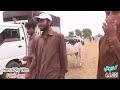 Multiple Collection - Fateh Jang Bulls - Cow Mandi 2024 - Bakra Mandi 2024