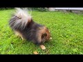 Cute dog zoomies #shorts #hendopomeranianpuppy #happy #trending