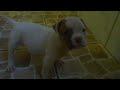 IronHouseBullies.com - AmericanBulldog puppies - Big TeddyBear X Betty Boop