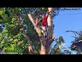 Cưa cây Xoài siêu khủng, siêu trái / Sawing a super huge, super fruity Mango tree | T613