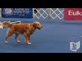 Ring 4 - 2018 AKC National Obedience Championship Sunday Morning Session