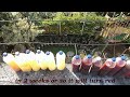 How to Make Plant Fertilizing Photosynthetic Bacteria (PSB) from Eggs and Vetsin