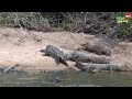 People Record 20 Terrifying Scenes in the Amazon Rainforest