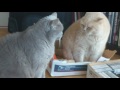 British Shorthair Battle of the Box (a catalog of cat body language)