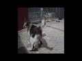 😘🤣 So Funny! Funniest Cats and Dogs 😘🙀 Funny Animal Videos 2024 #13