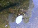 a crawfish, eating