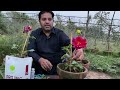 Dahlia Plant | How to grow and care Dahlia plant for more flowers | Dahlia from cutting