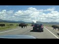 Buffaloes Crossing the Road