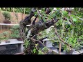 บอนไซ เทียนทะเล | king of bonsai | Pemphis acidula Bonsai | Ep.4