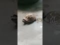 The very first video i took of my pet turtle.. rip rex 2021-2023😭😭