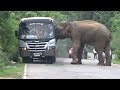 highway robbery 07 #elephantattack #adventure #animals