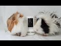 Buying a Camera to Spy on my Guinea Pigs!