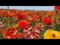 Flower fields in san Diego