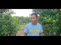 Tamang Gabay sa Kalamansi Farming- Expert Secrets Revealed