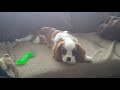 Cute cavalier puppy (no audio)