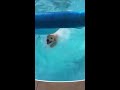 Lab jumps in pool again and again