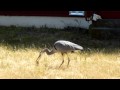 Blue Heron catches and eats Gopher