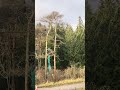 Tree falls down during wind storm