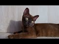 Burmese Cat: Pros & Cons