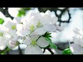 Beautiful Relaxing Music 🌸 Soothing music restores the nervous System