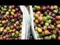 COFFEE HARVEST IN MUARADUA, SOUTH SUMATRA