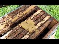 crianza de abejas reinas