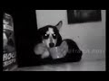 Un perro comiendo cereal con cuchara jejox