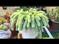 How to Multiply Burros Tail