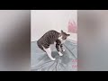 FUNNY CATS AND DOGS MAKE YOU HAPPY EVERY DAY 🤣 Funniest Animal Videos 2024