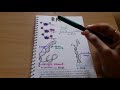 RNA and types of RNA