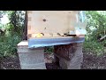 5 minutes of Bees