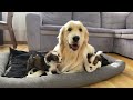 Golden Retriever Shocked by Puppies Occupying His Bed [So Funny!!]