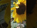 MERAVIGLIOSI GIRASOLI CRESCIUTI  E SBOCCIATI NEL VASO