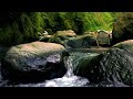 Tranquil Stream Sounds: Flowing Water Over Mossy Rocks | Relaxing River Ambience