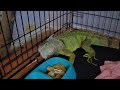 Nova's Day out and plus an Iguana