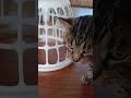 Cat trapped himself