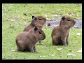 capybara