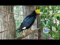 Hình ảnh và tiếng hót của chim sáo đầu vàng