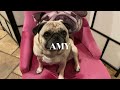 Ellie Goulding - How Long Will I Love You - Male Acoustic Cover Song - Bonus Pugs