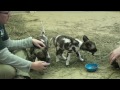 african wild dog pups at feeding.mp4