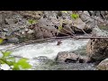 Insane Deer swims through rapids over waterfall #shorts #overthefalls #blacktail