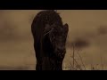 The Ultimate Lion Showdown! | Lion Battle Zone | Full Episode | National Geographic
