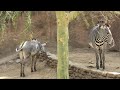 Grevy’s Zebra 🦓 Kahlfani family ⭐️🌟 Los Angeles Zoo