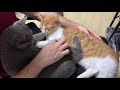 SECOND CAT INTRODUCTION WENT WRONG | Cute Cat talking like human | Cat singing
