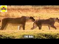 The wonderful moment of the Ostrich's legs running at terrifying speed to run away from the jaguar